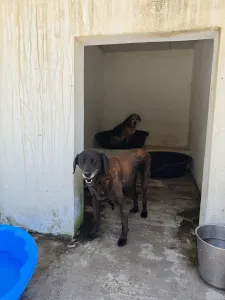 Adopt Tim