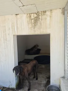 Adopt Tim