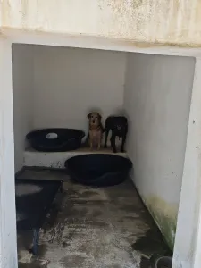 Adopt Tim