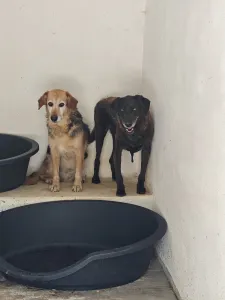 Hund Blum adoptieren