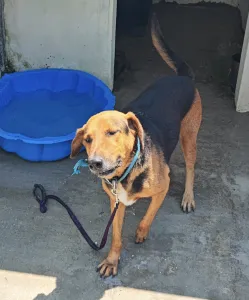 Adopt Bruno