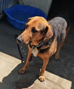 Adopt Bruno