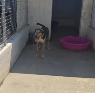 Hund Lucio adoptieren