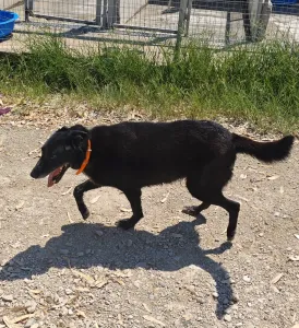 Adopt Anni
