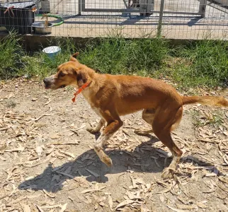 Hund Olive adoptieren