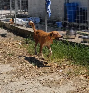 Hund Olive adoptieren