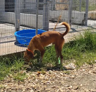 Hund Olive adoptieren