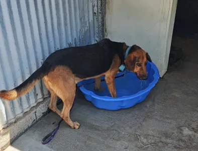 Adopt Bruno