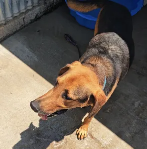 Adopt Bruno