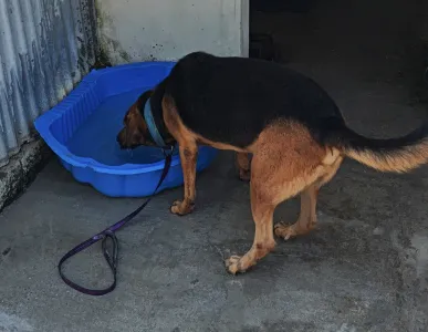 Adopt Bruno