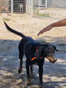 Adopt Popi