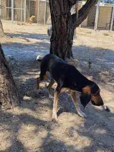 Adopt Casper