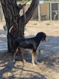 Adopt Casper