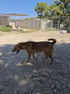 Adopt Tsiko