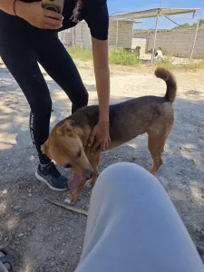 Adopt Tsiko