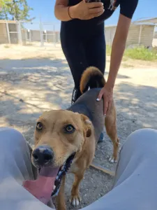 Adopt Tsiko