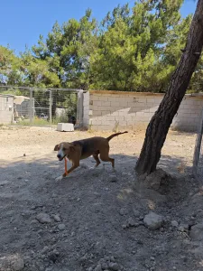 Adopt Kimonas