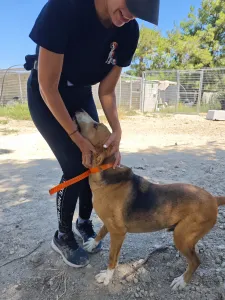Adopt Kimonas