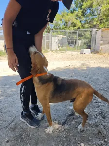 Adopt Kimonas