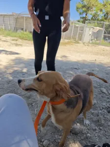 Adopt Kimonas