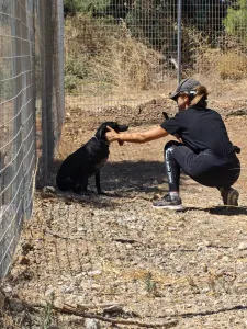 Hund Irida adoptieren