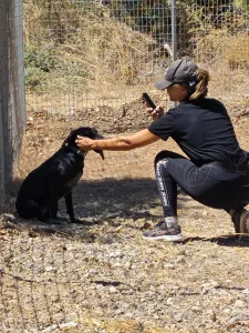 Hund Irida adoptieren