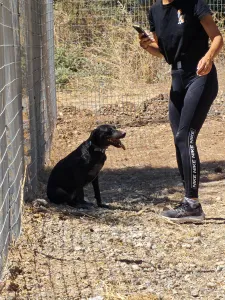 Hund Irida adoptieren
