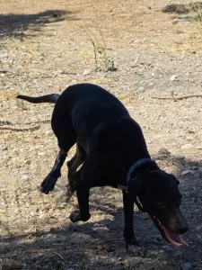 Hund Irida adoptieren