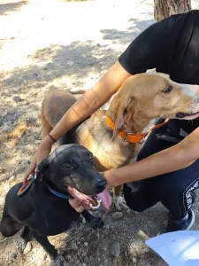 Hund Irida adoptieren
