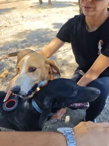 Hund Irida adoptieren