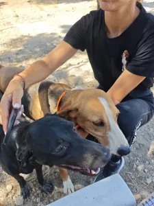 Hund Irida adoptieren