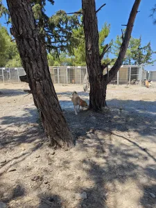 Hund Aria adoptieren