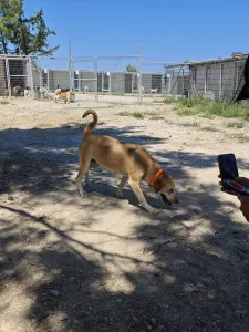 Hund Aria adoptieren