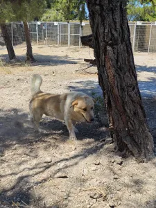 Hund Victor adoptieren
