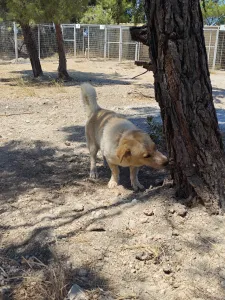 Hund Victor adoptieren