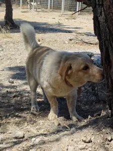 Hund Victor adoptieren