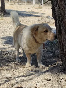 Hund Victor adoptieren