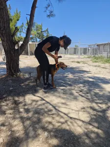 Adopt Ektoras