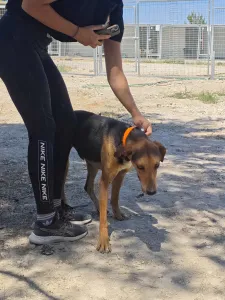 Adopt Ektoras