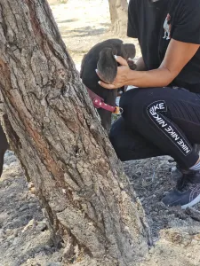 Adopt Mila