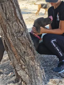 Adopt Mila