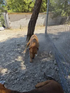 Adopt Vanilia