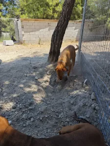 Adopt Vanilia