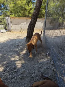 Adopt Vanilia