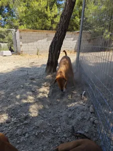 Adopt Vanilia