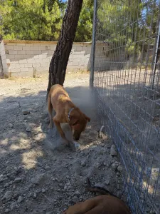 Adopt Vanilia