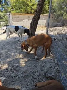 Adopt Vanilia