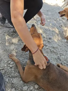 Hund Orfeas adoptieren