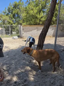 Adopt Vanilia