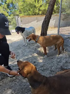 Hund Orfeas adoptieren